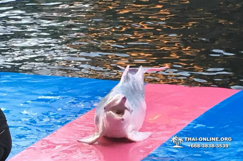 Дельфины купаться шоу поездка Seven Countries Паттайя Таиланд фото 69