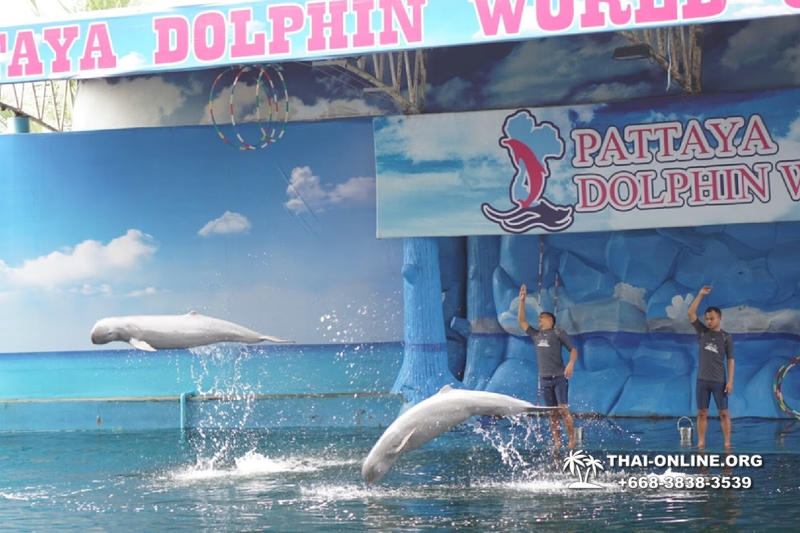 Дельфинарий Pattaya Dolphin World экскурсия компании Seven Countries в Паттайе Таиланде фото 27