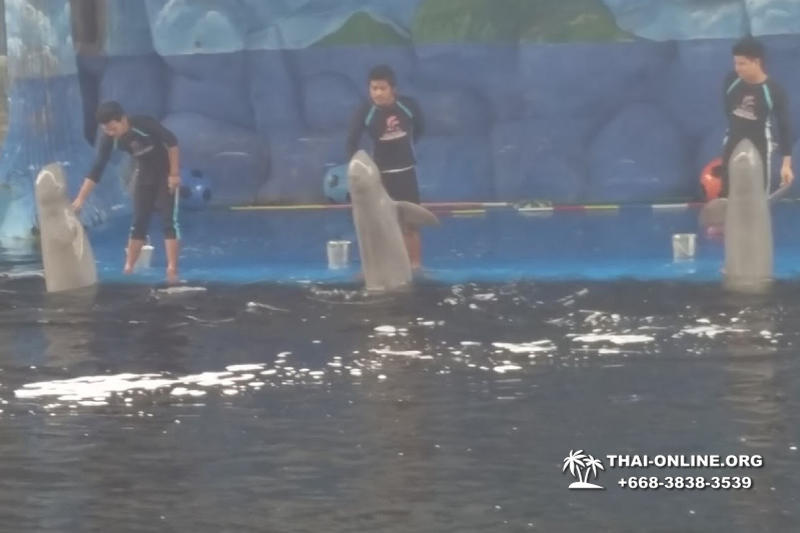 Дельфины купаться шоу поездка Seven Countries Паттайя Таиланд фото 220