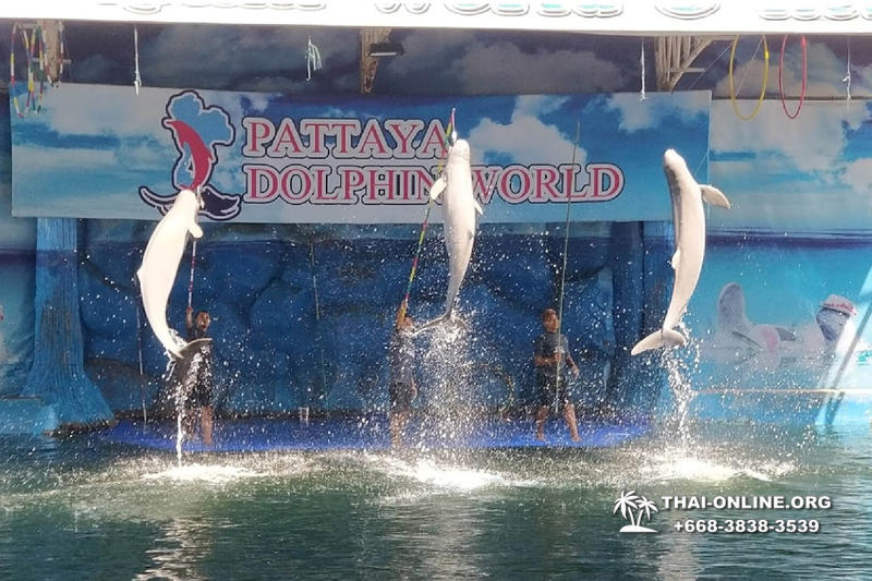 Дельфины купаться шоу поездка Таиланд фото Thai-Online 44