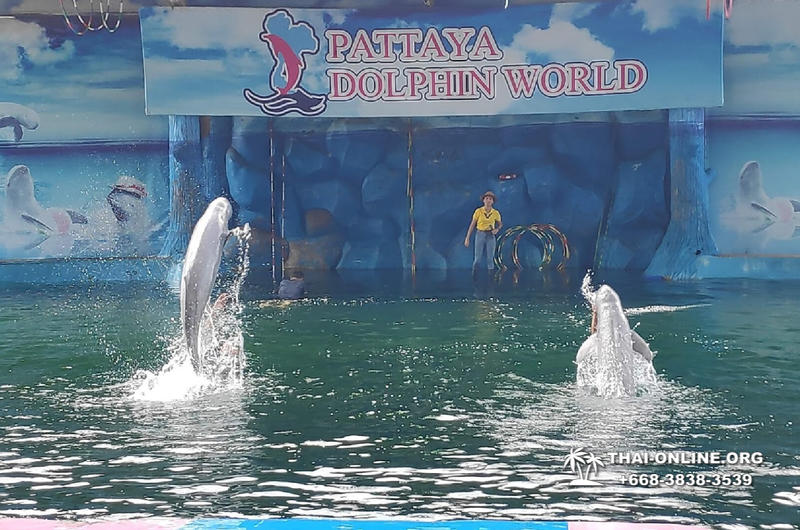 Дельфины купаться шоу поездка Таиланд фото 39