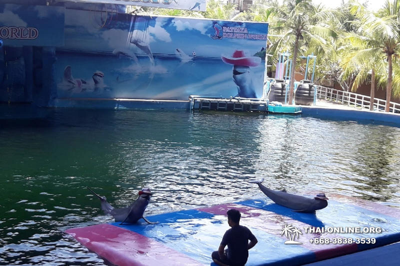 Дельфины купаться шоу поездка Таиланд фото Thai-Online 29