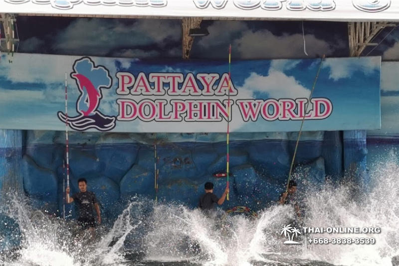 Дельфины купаться шоу поездка Seven Countries Паттайя Таиланд фото 134