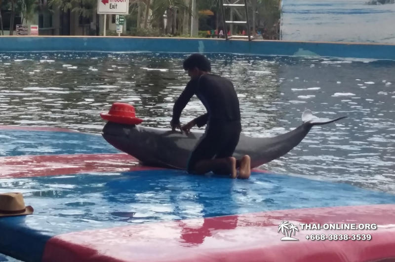 Дельфины купаться шоу поездка Seven Countries Паттайя Таиланд фото 160