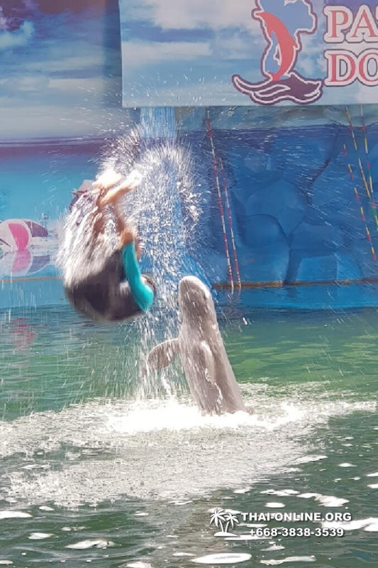 Дельфины купаться шоу поездка Seven Countries Паттайя Таиланд фото 98