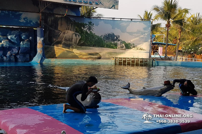 Дельфины купаться шоу поездка Таиланд фото Thai-Online 21