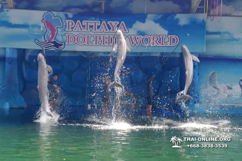 Дельфины купаться шоу поездка Seven Countries Паттайя Таиланд фото 129