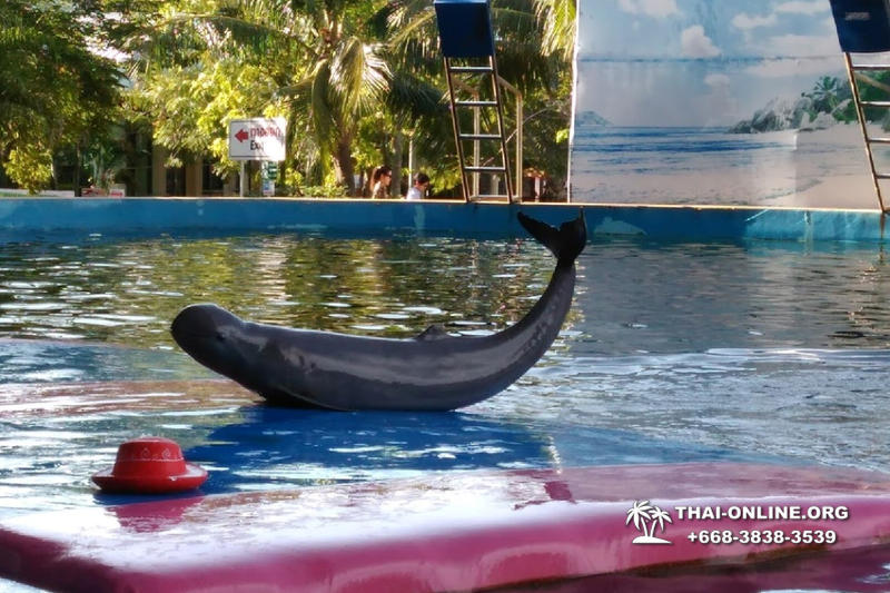 Дельфины купаться шоу поездка Таиланд фото Thai-Online 48