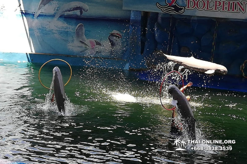 Дельфины купаться шоу поездка Таиланд фото Thai-Online 7