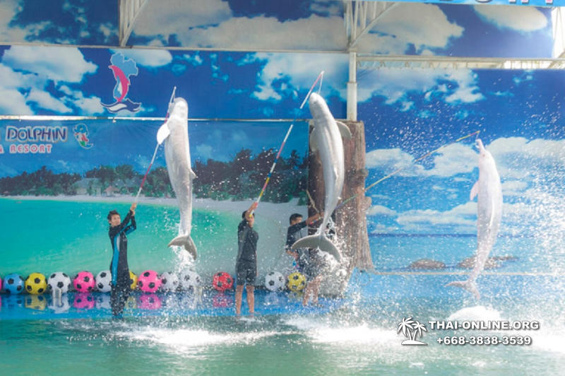 Дельфины купаться шоу поездка Seven Countries Паттайя Таиланд фото 71
