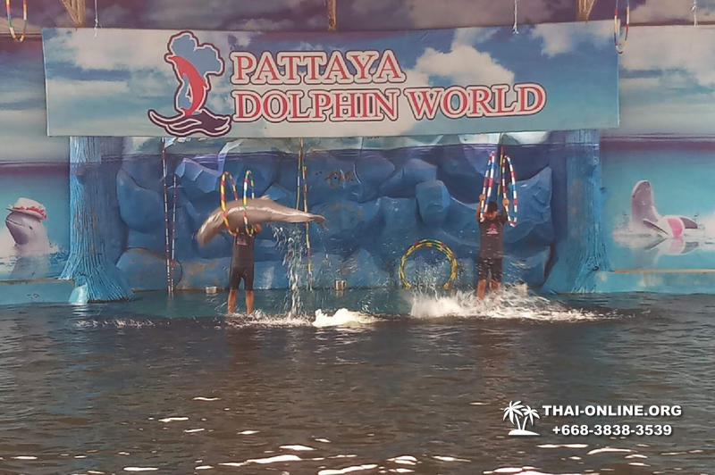 Дельфины купаться шоу поездка Seven Countries Паттайя Таиланд фото 133