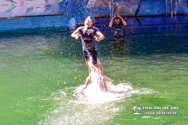 Дельфины купаться шоу поездка Seven Countries Паттайя Таиланд фото 79