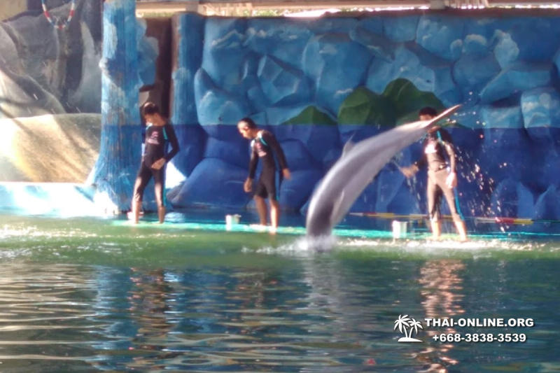 Дельфины купаться шоу поездка Seven Countries Паттайя Таиланд фото 161