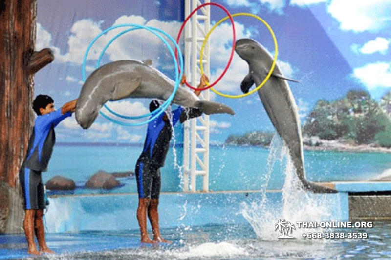 Дельфины купаться шоу поездка Seven Countries Паттайя Таиланд фото 104