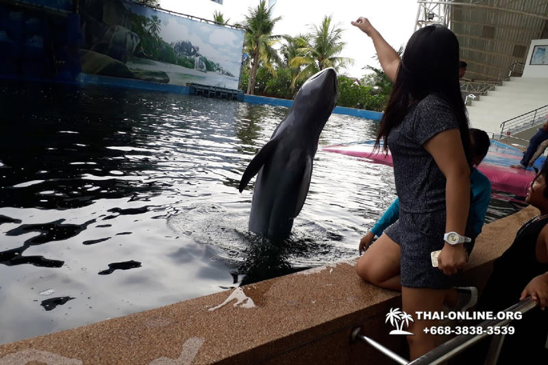 Дельфинарий Pattaya Dolphin World экскурсия компании Seven Countries в Паттайе Таиланде фото 6