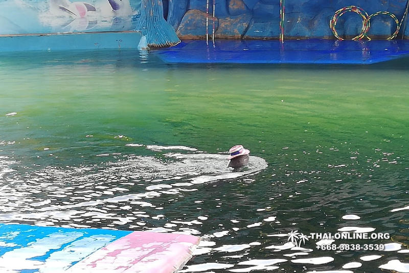 Дельфины купаться шоу поездка Таиланд фото 47