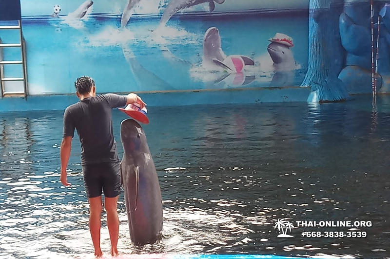 Дельфинарий Pattaya Dolphin World экскурсия компании Seven Countries в Паттайе Таиланде фото 11