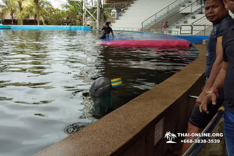 Дельфины купаться шоу поездка Seven Countries Паттайя Таиланд фото 100
