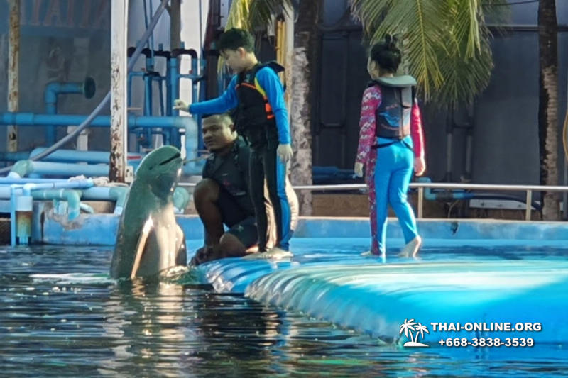 Дельфины купаться шоу поездка Seven Countries Паттайя Таиланд фото 111