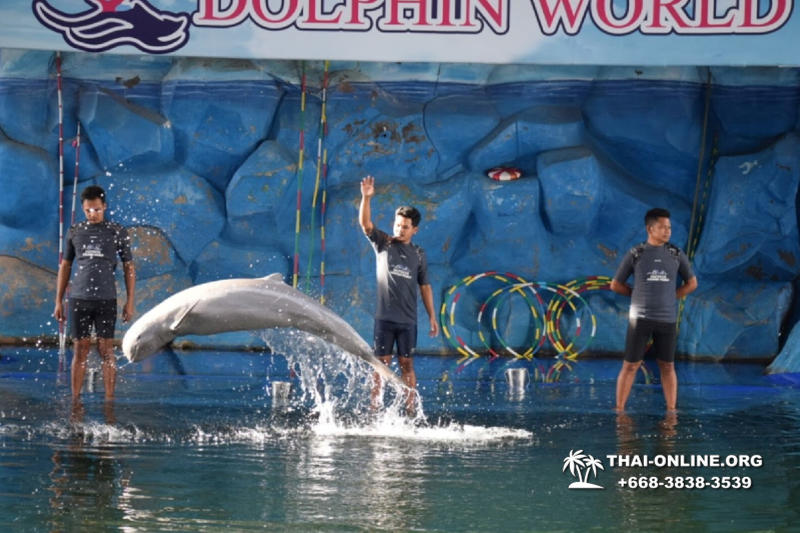 Дельфины купаться шоу поездка Seven Countries Паттайя Таиланд фото 93