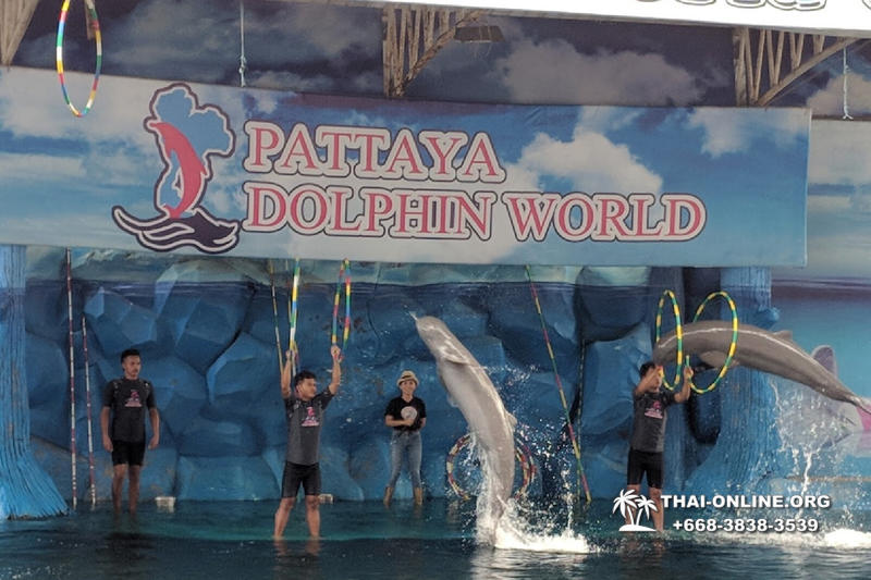 Дельфины купаться шоу поездка Seven Countries Паттайя Таиланд фото 119