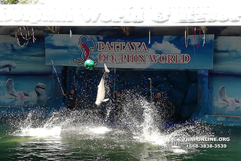 Дельфины купаться шоу поездка Таиланд фото Thai-Online 23