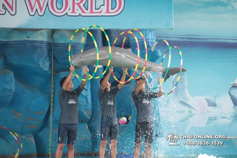 Дельфины купаться шоу поездка Seven Countries Паттайя Таиланд фото 123