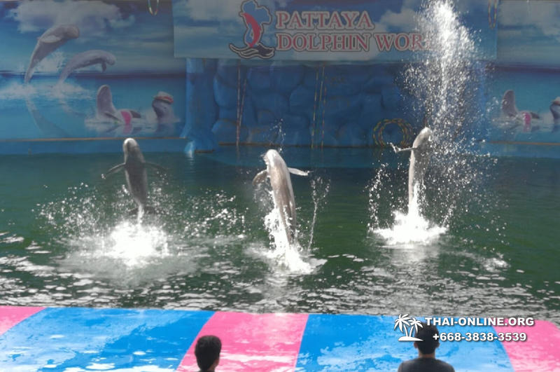 Дельфины купаться шоу поездка Seven Countries Паттайя Таиланд фото 142