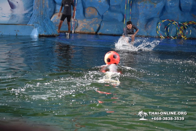 Дельфины купаться шоу поездка Seven Countries Паттайя Таиланд фото 87