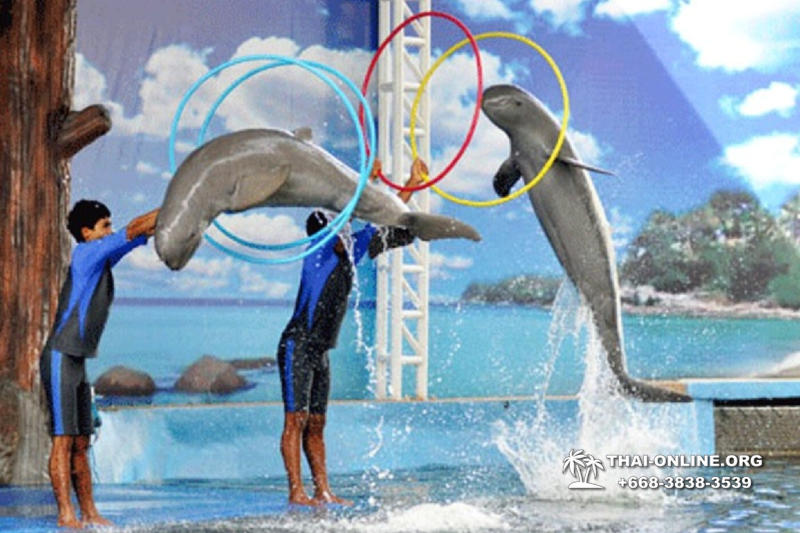 Дельфины купаться шоу поездка Seven Countries Паттайя Таиланд фото 99