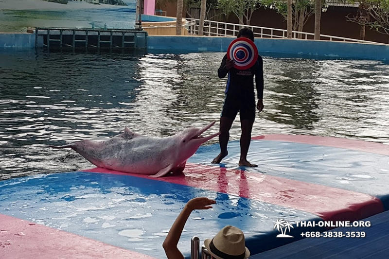 Дельфины купаться шоу поездка Таиланд фото 24
