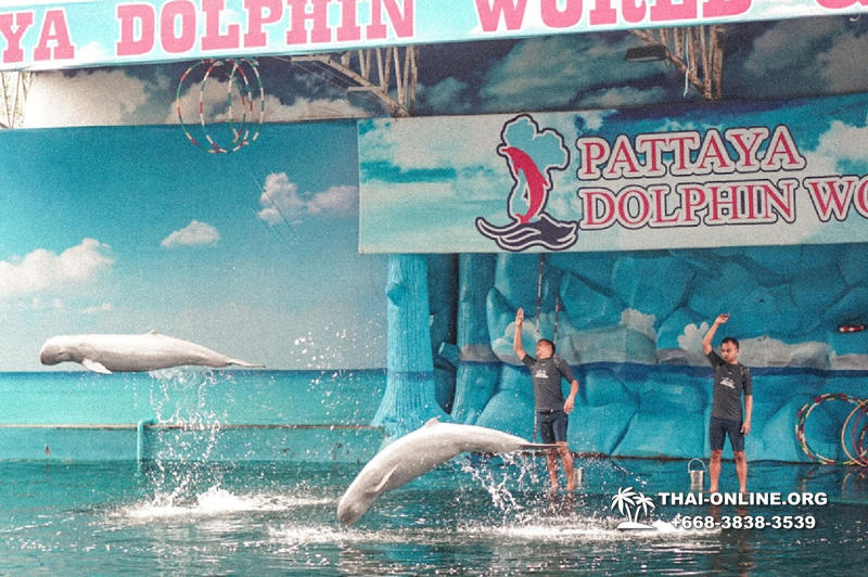 Дельфины купаться шоу поездка Таиланд фото 13