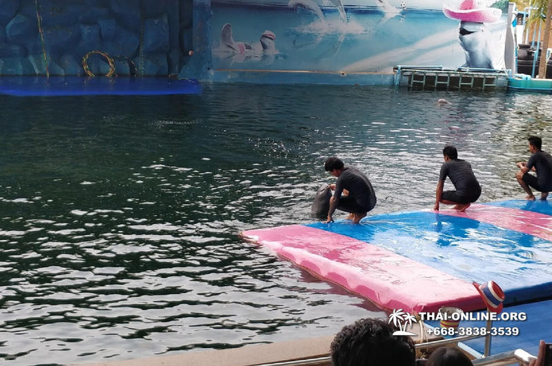 Дельфины купаться шоу поездка Таиланд фото Thai-Online 46