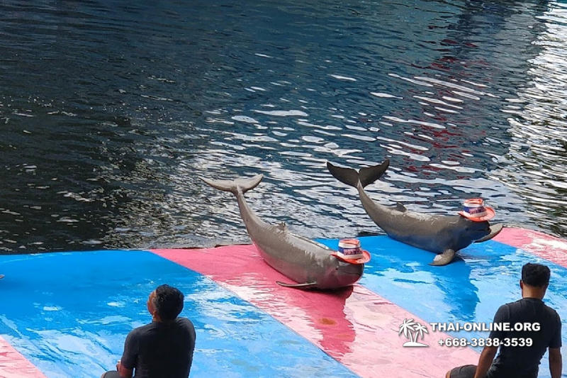 Дельфины купаться шоу поездка Таиланд фото Thai-Online 16