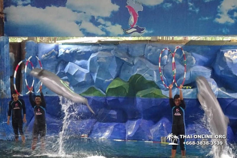 Дельфины купаться шоу поездка Seven Countries Паттайя Таиланд фото 125