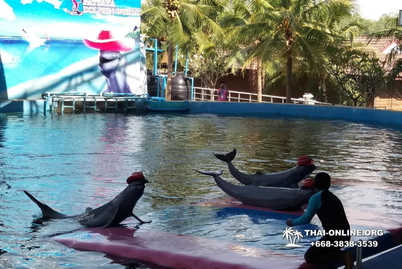 Дельфины купаться шоу поездка Таиланд фото Thai-Online 17