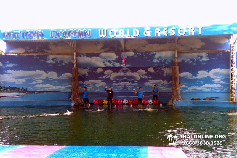 Дельфины купаться шоу поездка Seven Countries Паттайя Таиланд фото 92