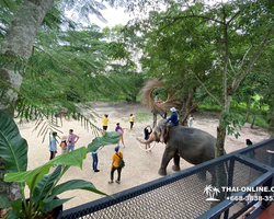 Деревня слонов поездка Тайланд фото Thai-Online 14