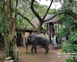 Деревня слонов поездка Тайланд фото Thai-Online 18