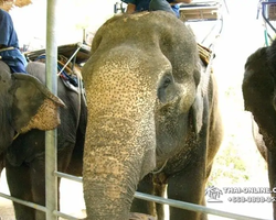 Деревня слонов поездка Тайланд Seven Countries - фото 72