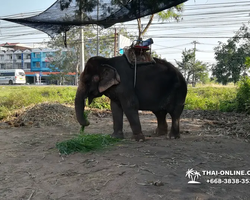 Деревня слонов поездка Тайланд фото Thai-Online 31