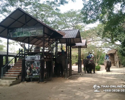 Деревня слонов поездка Тайланд - фото 26