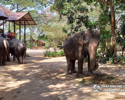 Деревня слонов поездка Тайланд фото Thai-Online 19