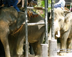 Деревня слонов поездка Тайланд Seven Countries - фото 82
