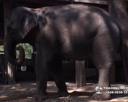 Деревня слонов поездка Тайланд Seven Countries - фото 97