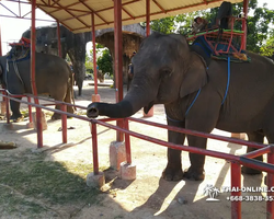 Деревня слонов поездка Тайланд Seven Countries - фото 57