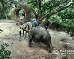 Деревня слонов поездка Тайланд фото Thai-Online 21