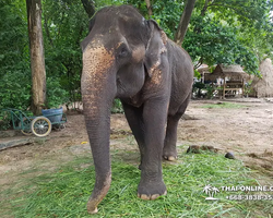 Деревня слонов поездка Тайланд фото Thai-Online 22