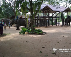 Деревня слонов поездка Тайланд фото Thai-Online 43