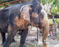 Деревня слонов поездка Тайланд фото Thai-Online 25